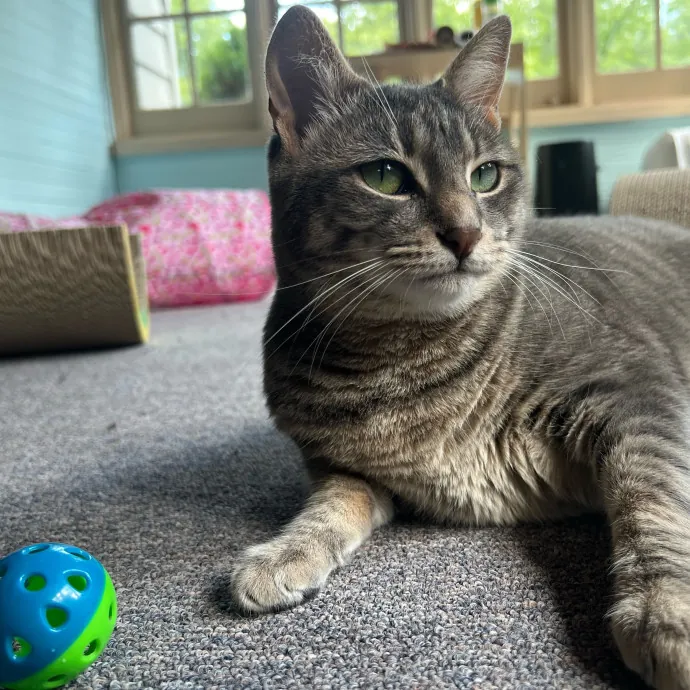Ready To Cuddle And Love Your Kitties