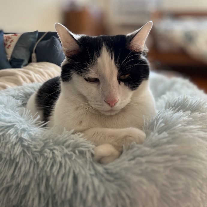 Haidy's Cat Care Trusted Top-Rated Nyc