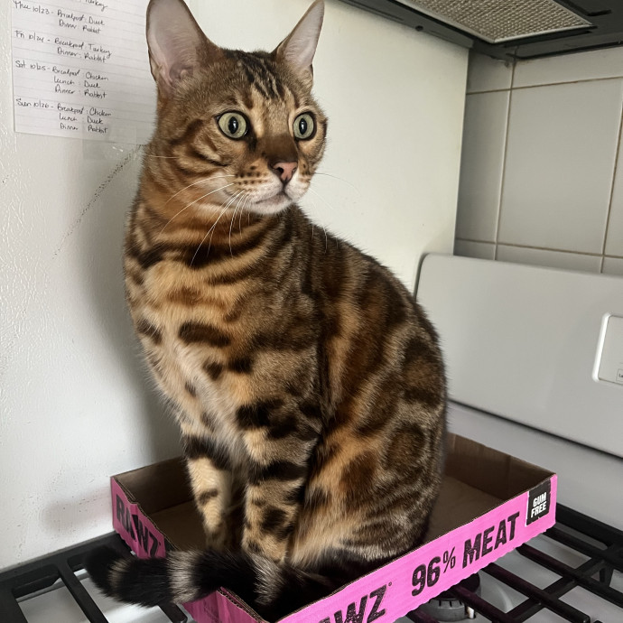 Haidy's Cat Care Trusted Top-Rated Nyc