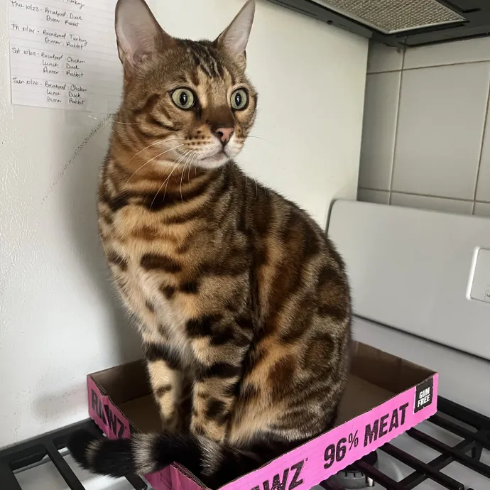 Proven Top-Rated Cat Care Nyc  Queens