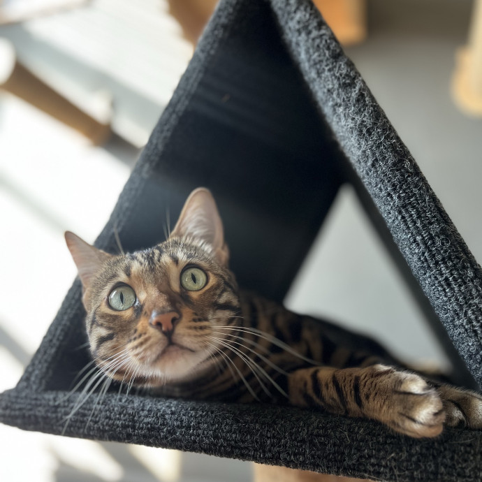 Haidy's Cat Care Trusted Top-Rated Nyc