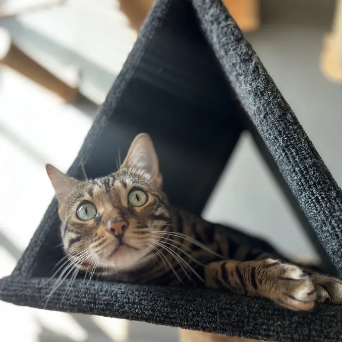 Proven Top-Rated Cat Care Nyc  Queens photo 3