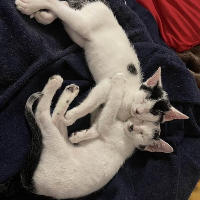 Haidy's Cat Care Trusted Top-Rated Nyc photo 3