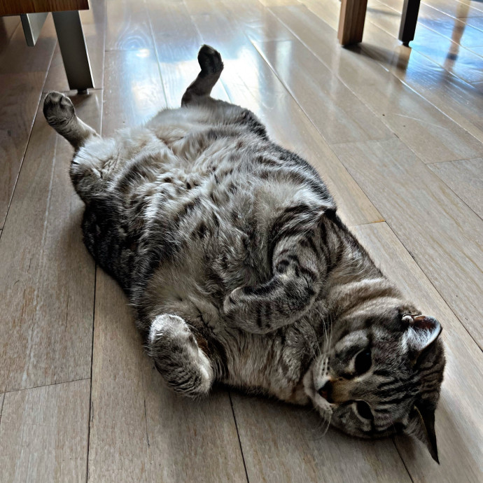 Haidy's Cat Care Trusted Top-Rated Nyc photo 2
