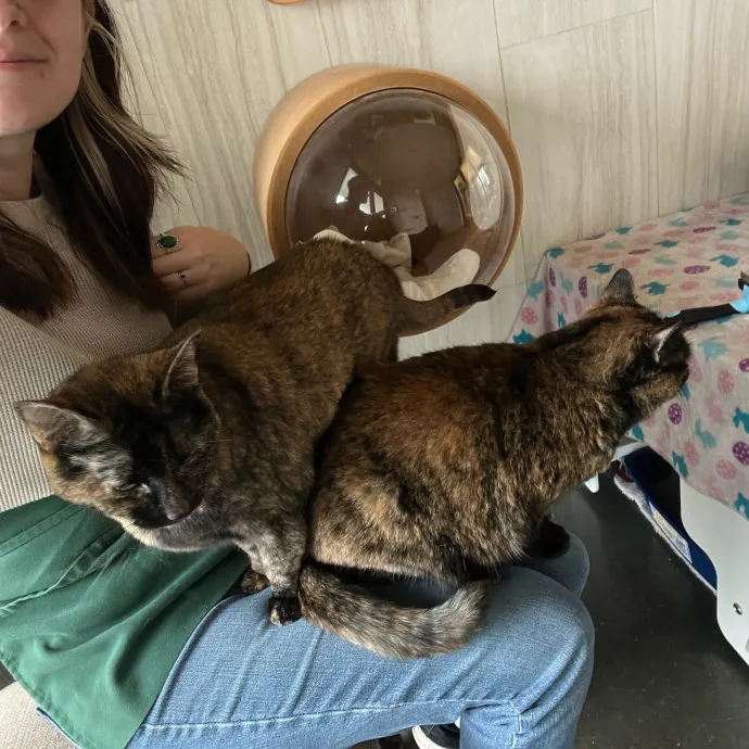 Amber The Whisker Watcher