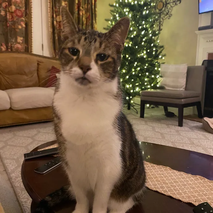 Amber The Whisker Watcher