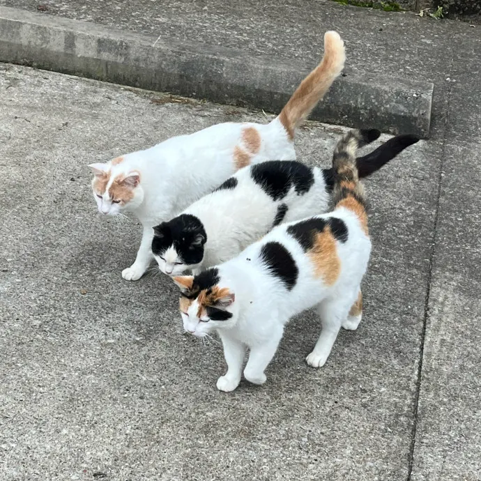 Amber The Whisker Watcher