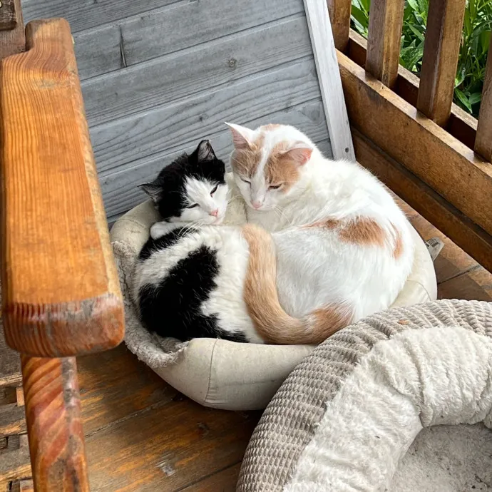 Amber The Whisker Watcher