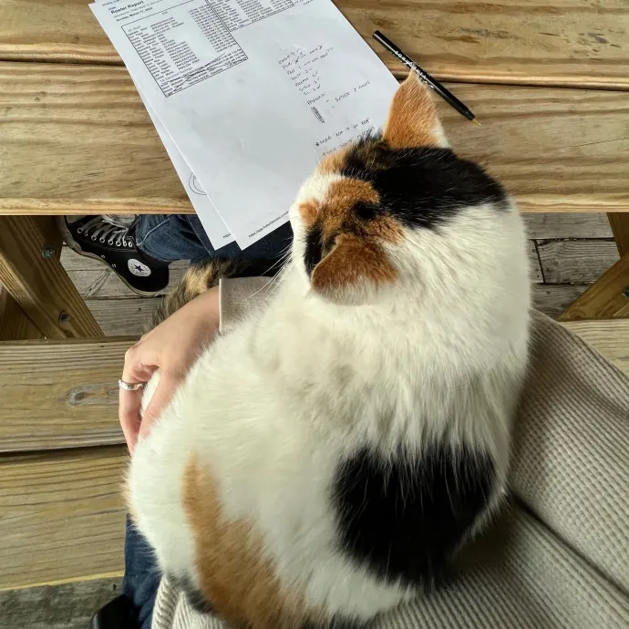 Amber The Whisker Watcher