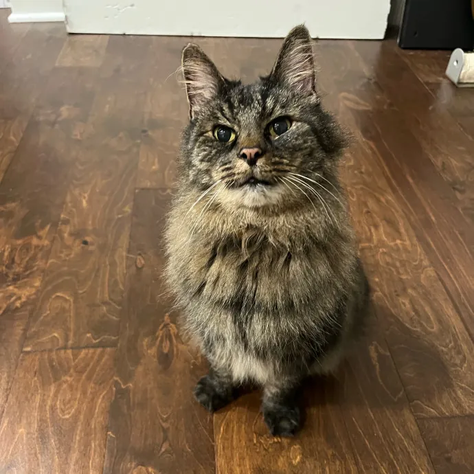 Amber The Whisker Watcher