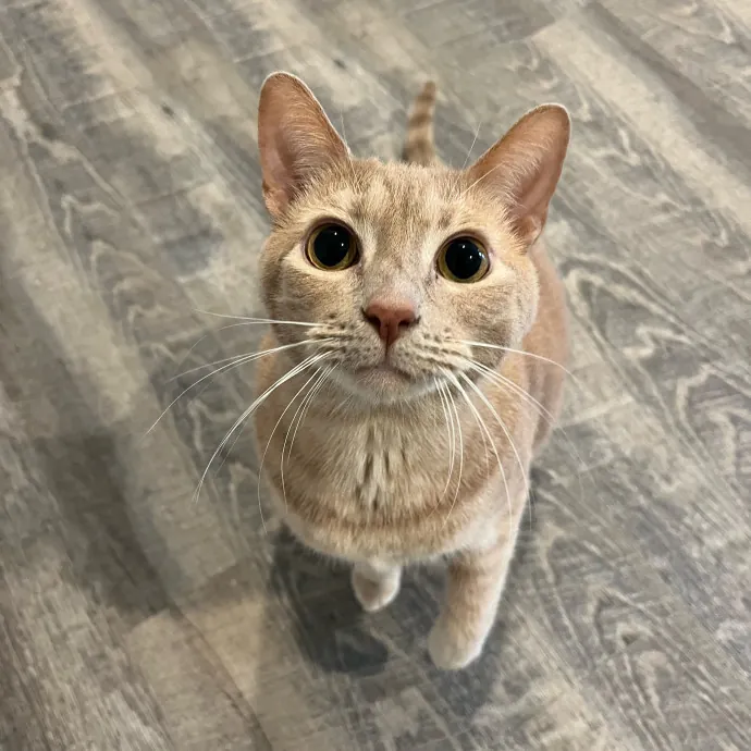 Amber The Whisker Watcher