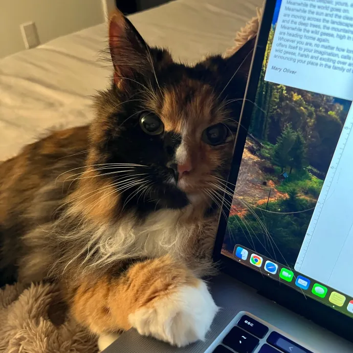 Amber The Whisker Watcher photo 4