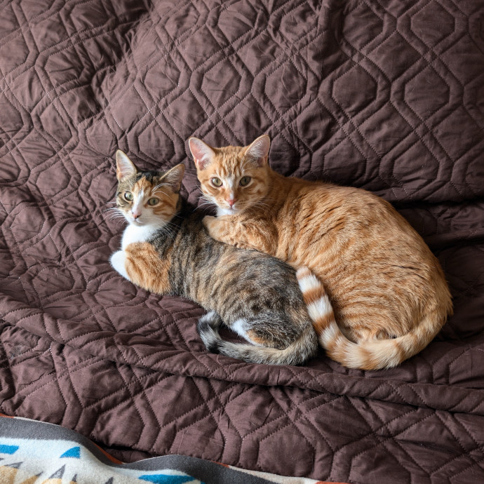 Mer's Meows