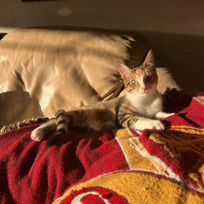 Mer's Meows