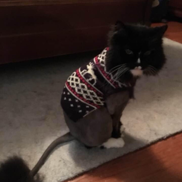 Fluent In Meow