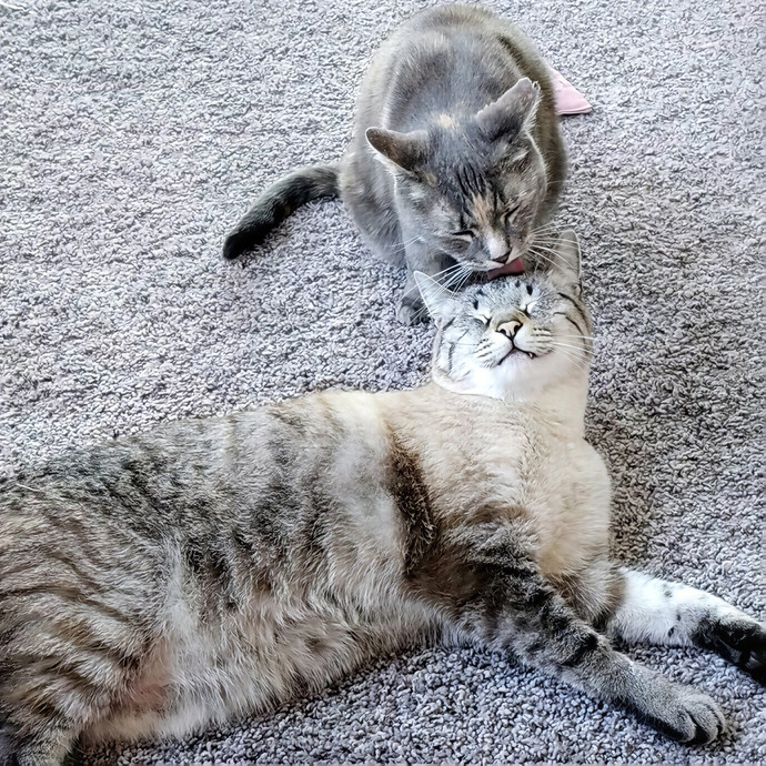 Lucinda Loves Purrs