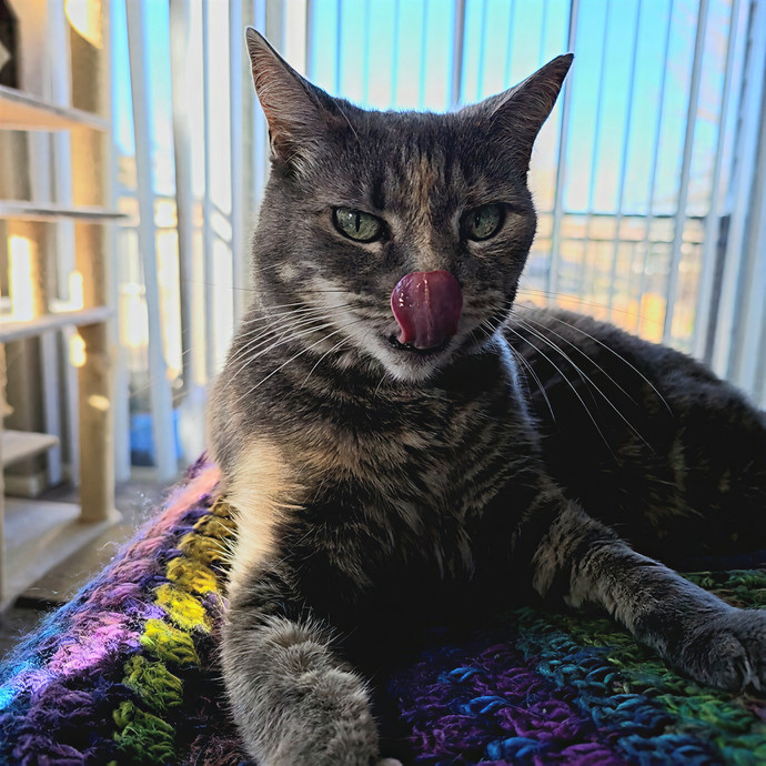 Lucinda Loves Purrs photo 3