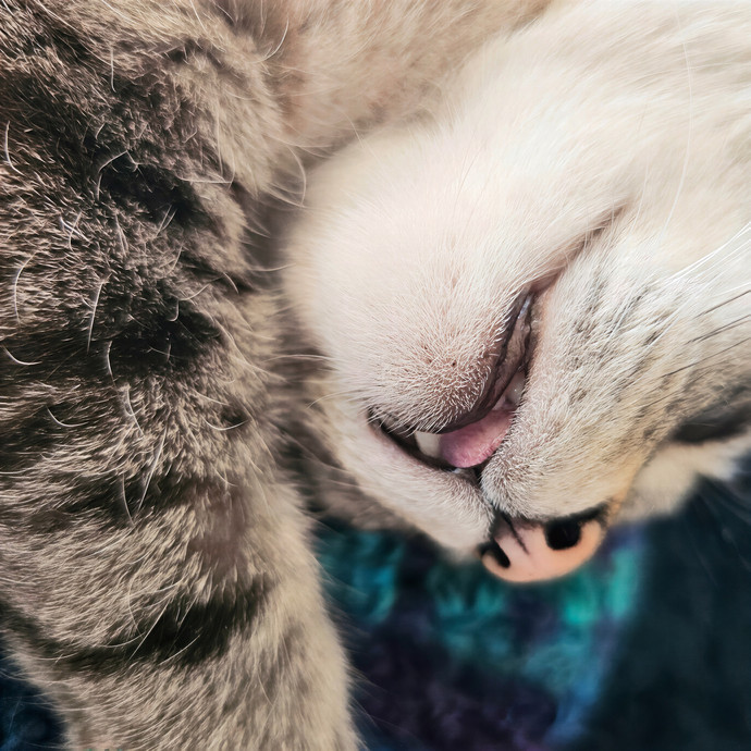 Lucinda Loves Purrs photo 2