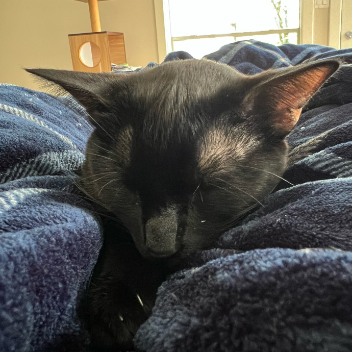 Purrfect Cat Care With Larissa