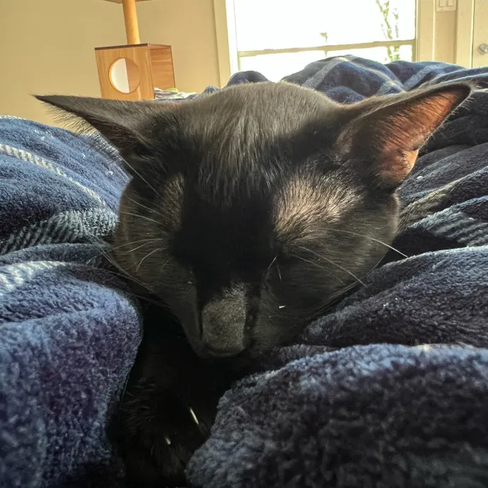 Purrfect Cat Care With Larissa