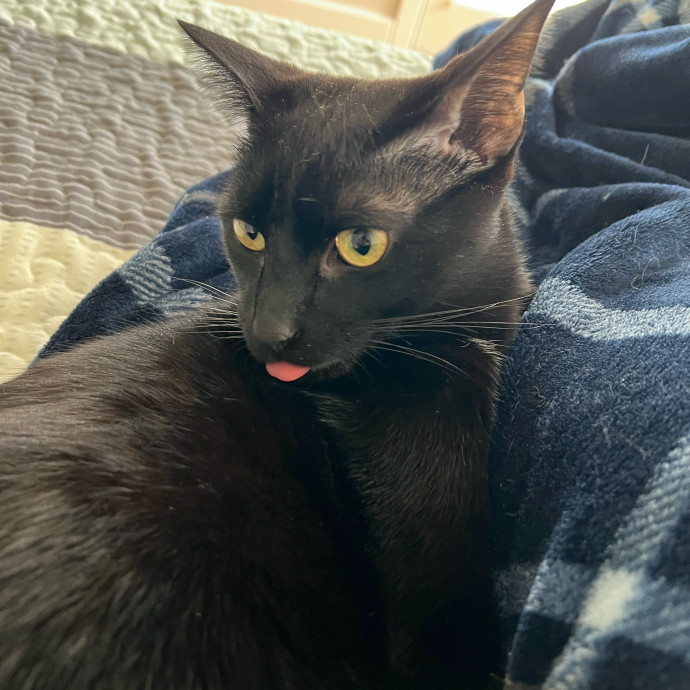 Purrfect Cat Care With Larissa