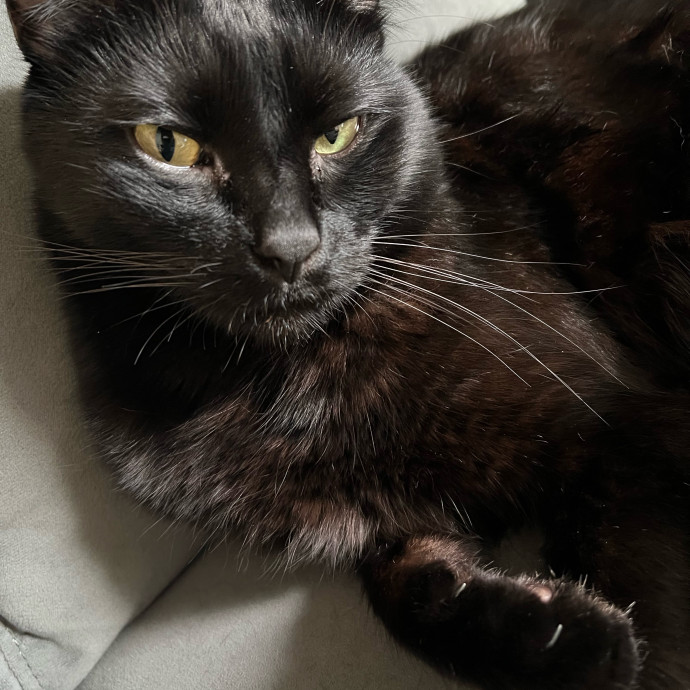 Purrfect Cat Care With Larissa