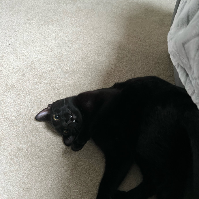 Purrfect Cat Care With Larissa
