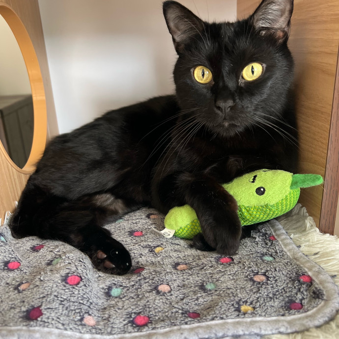 Purrfect Cat Care With Larissa