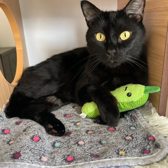 Purrfect Cat Care With Larissa