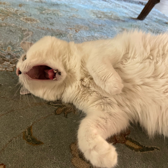 Purrfect Cat Care With Larissa