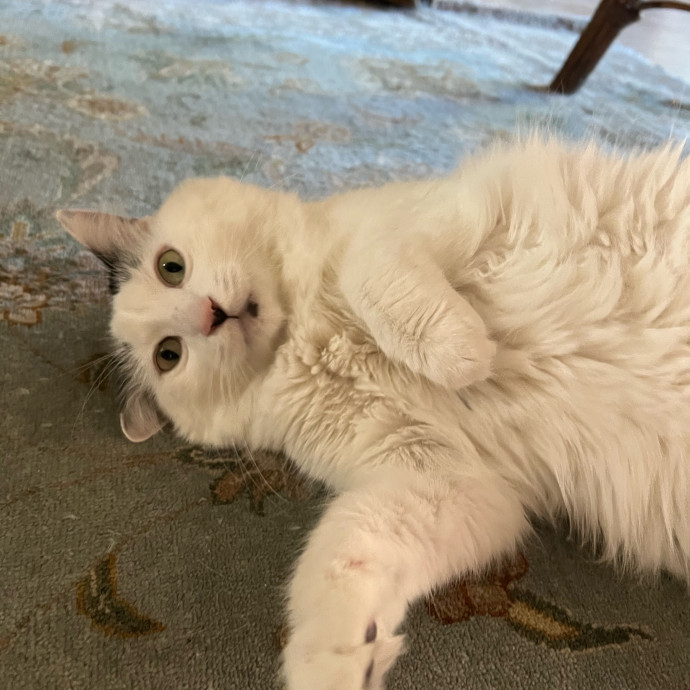 Purrfect Cat Care With Larissa