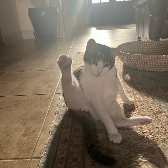 Purrfect Cat Care With Larissa