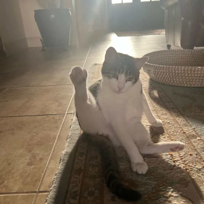 Purrfect Cat Care With Larissa