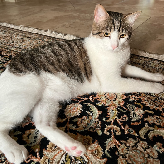 Purrfect Cat Care With Larissa