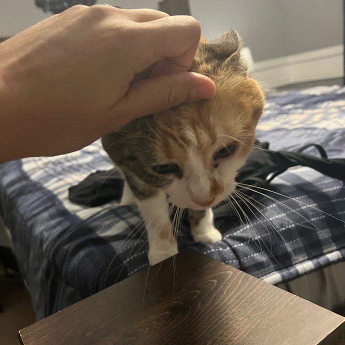Purrfect Cat Care With Larissa