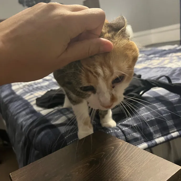 Purrfect Cat Care With Larissa