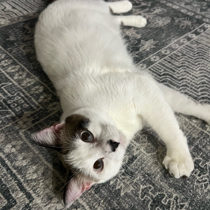Purrfect Cat Care With Larissa