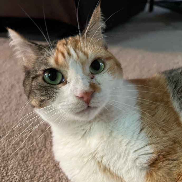 Purrfect Cat Care With Larissa