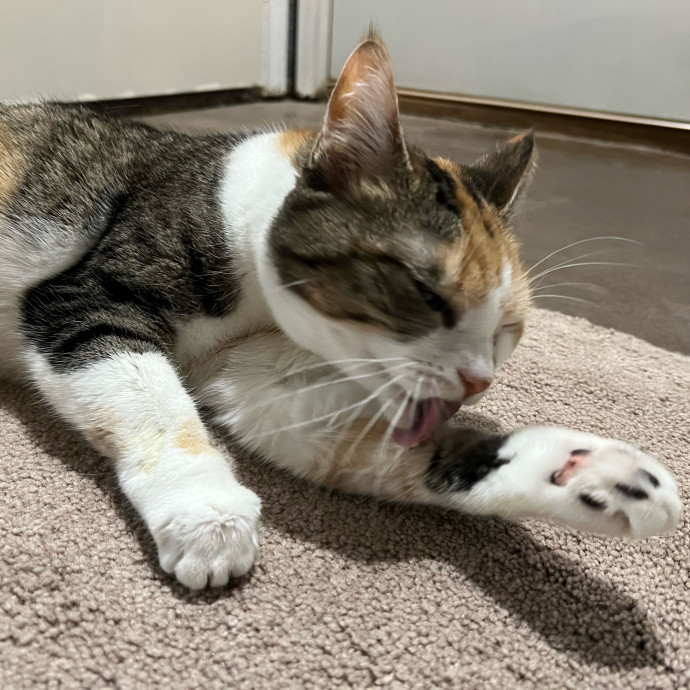 Purrfect Cat Care With Larissa