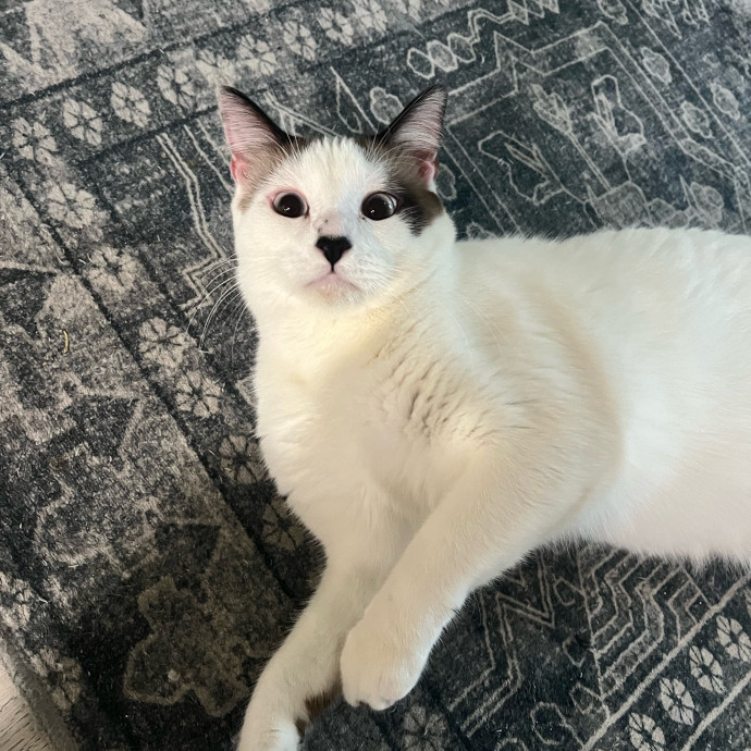 Purrfect Cat Care With Larissa