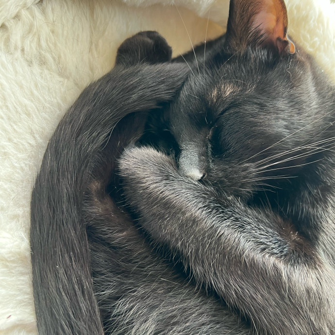 Purrfect Cat Care With Larissa