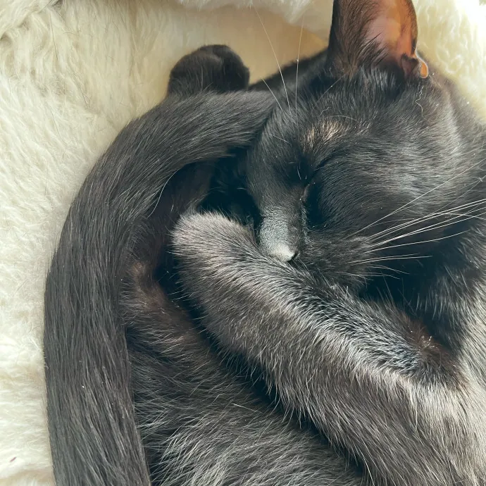 Purrfect Cat Care With Larissa