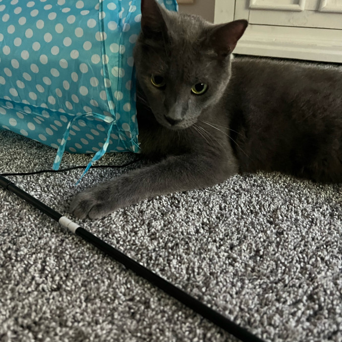 Purrfect Cat Care With Larissa