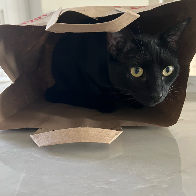Purrfect Cat Care With Larissa