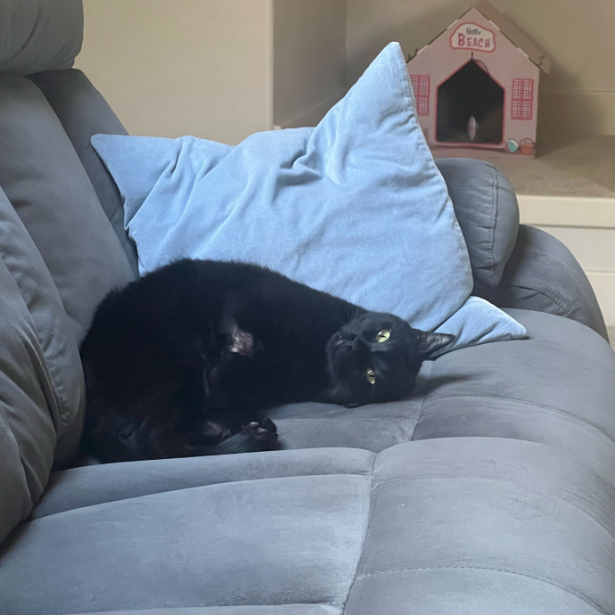 Purrfect Cat Care With Larissa