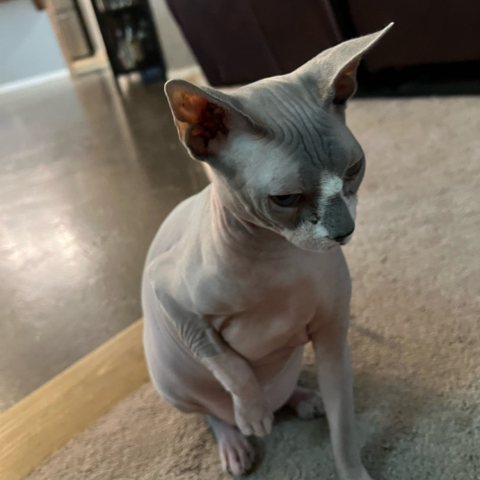 Purrfect Cat Care With Larissa