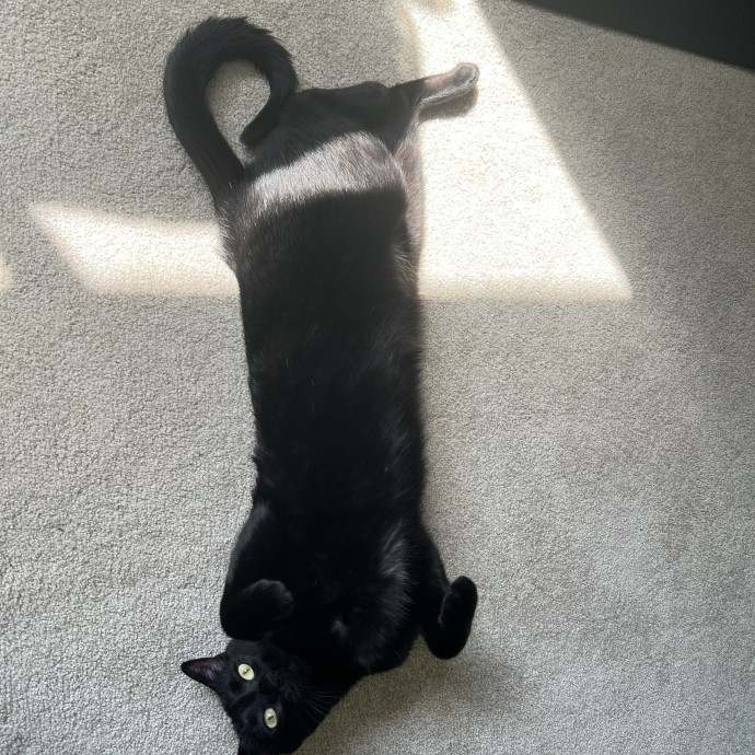 Purrfect Cat Care With Larissa