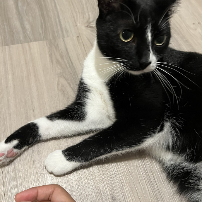 Purrfect Cat Care With Larissa