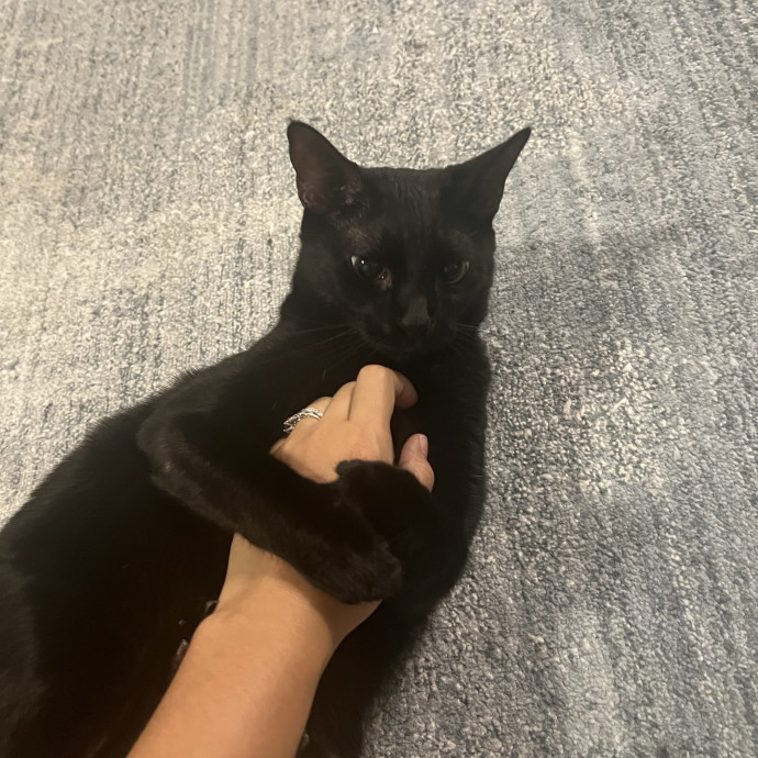 Purrfect Cat Care With Larissa photo 3