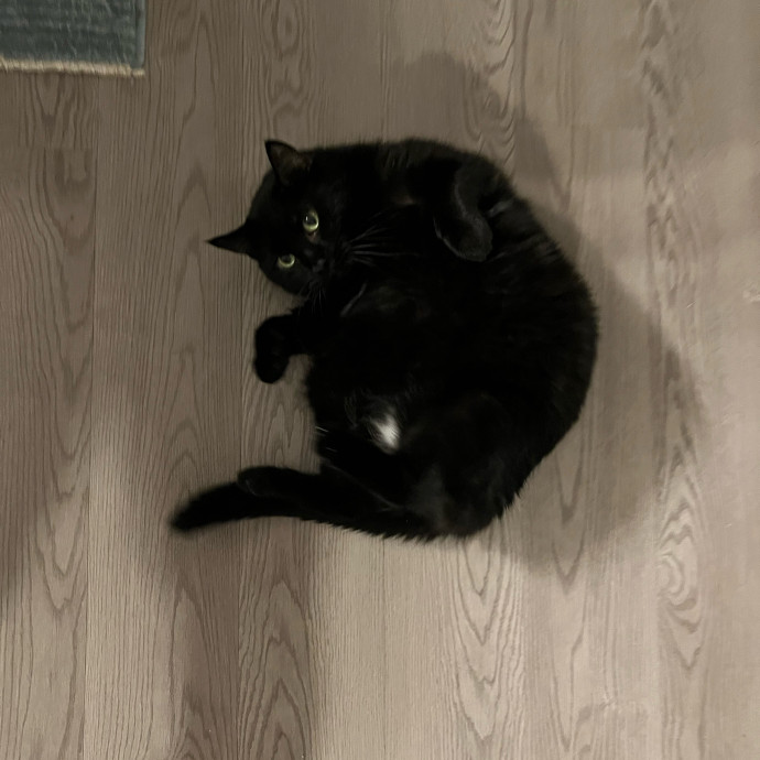 Purrfect Cat Care With Larissa photo 2